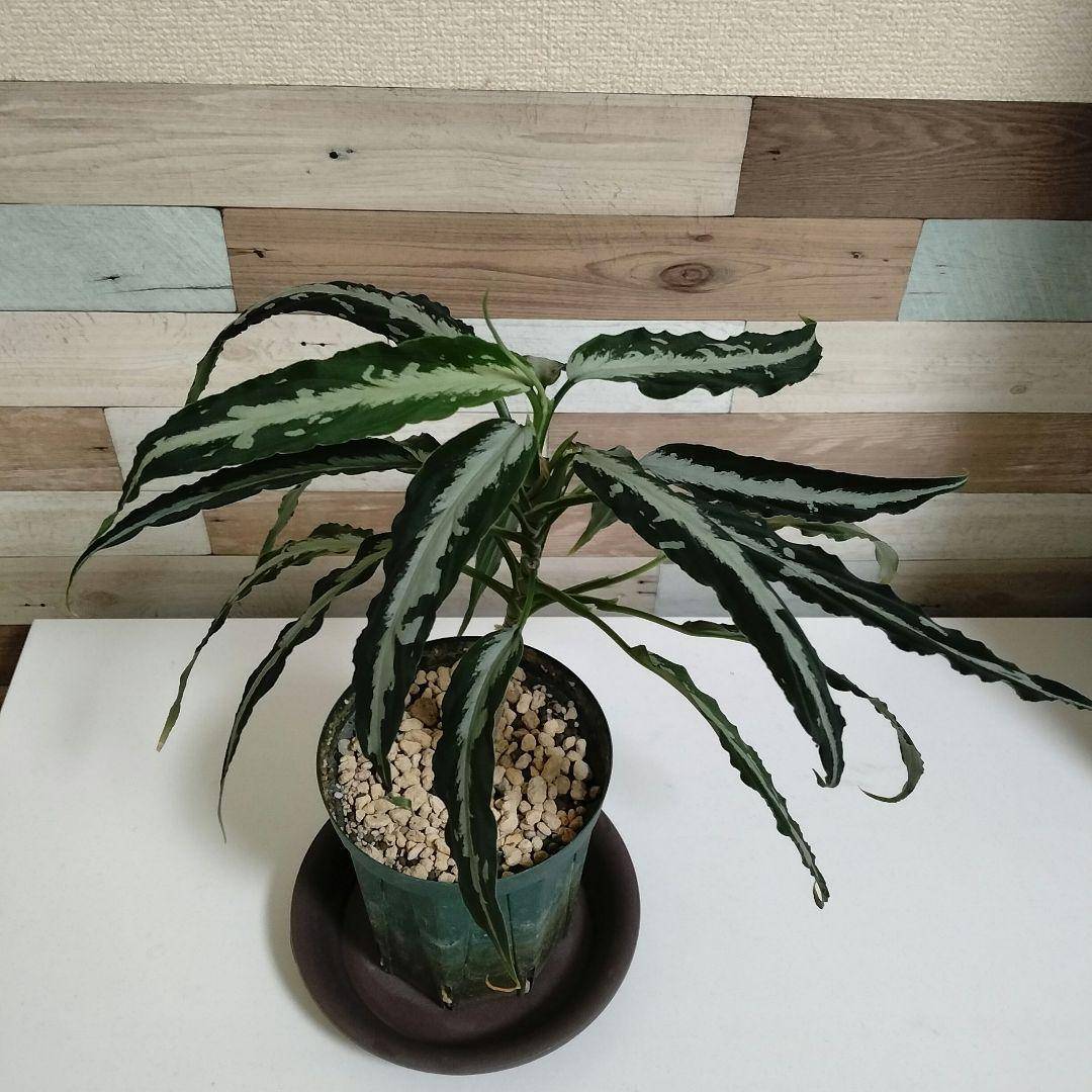 【大株】アグラオネマ ピクタム A 雷切 LA0914-3ss　LA便