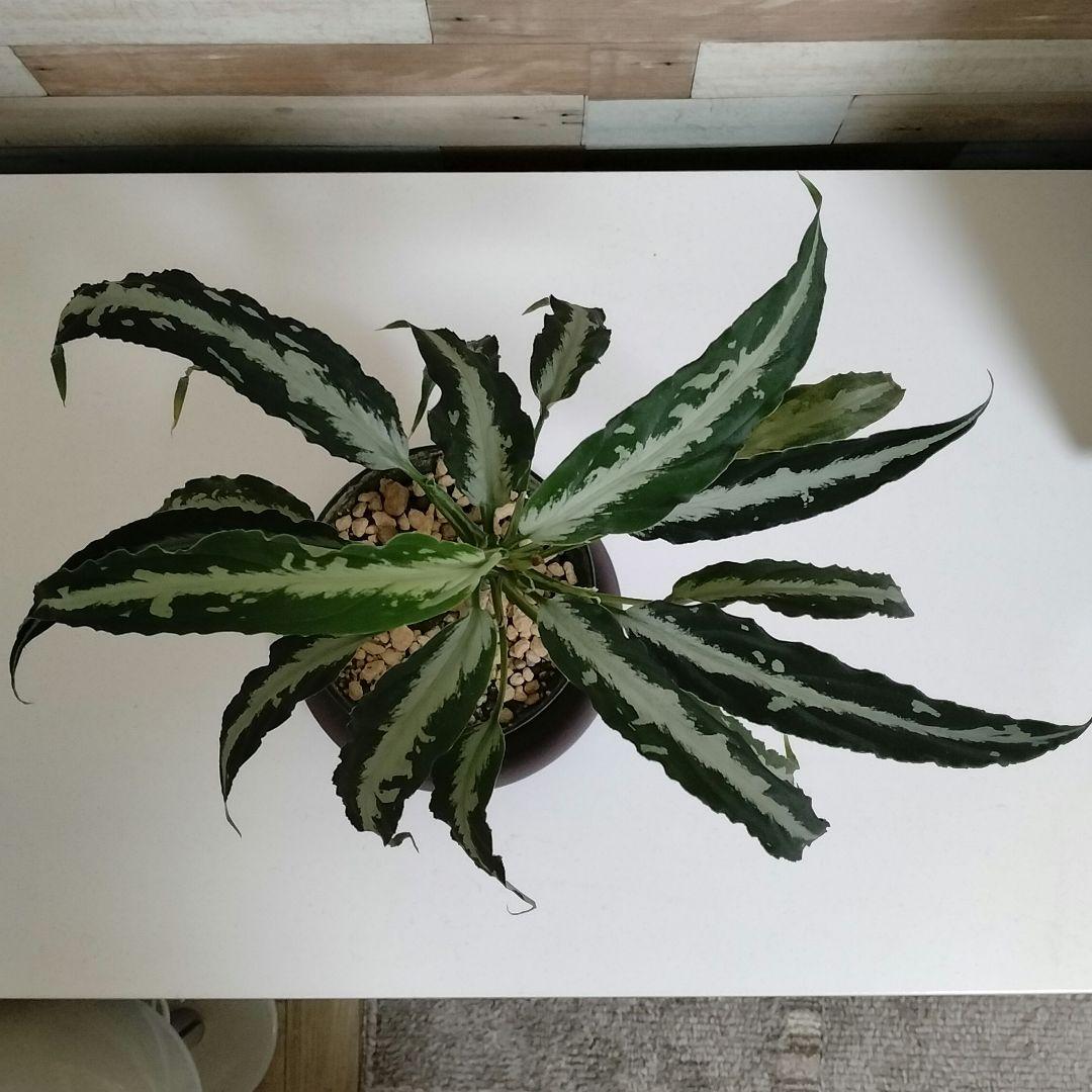 【大株】アグラオネマ ピクタム A 雷切 LA0914-3ss　LA便