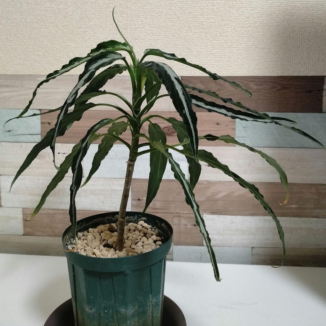 【大株】アグラオネマ ピクタム A 雷切 LA0914-3ss　LA便