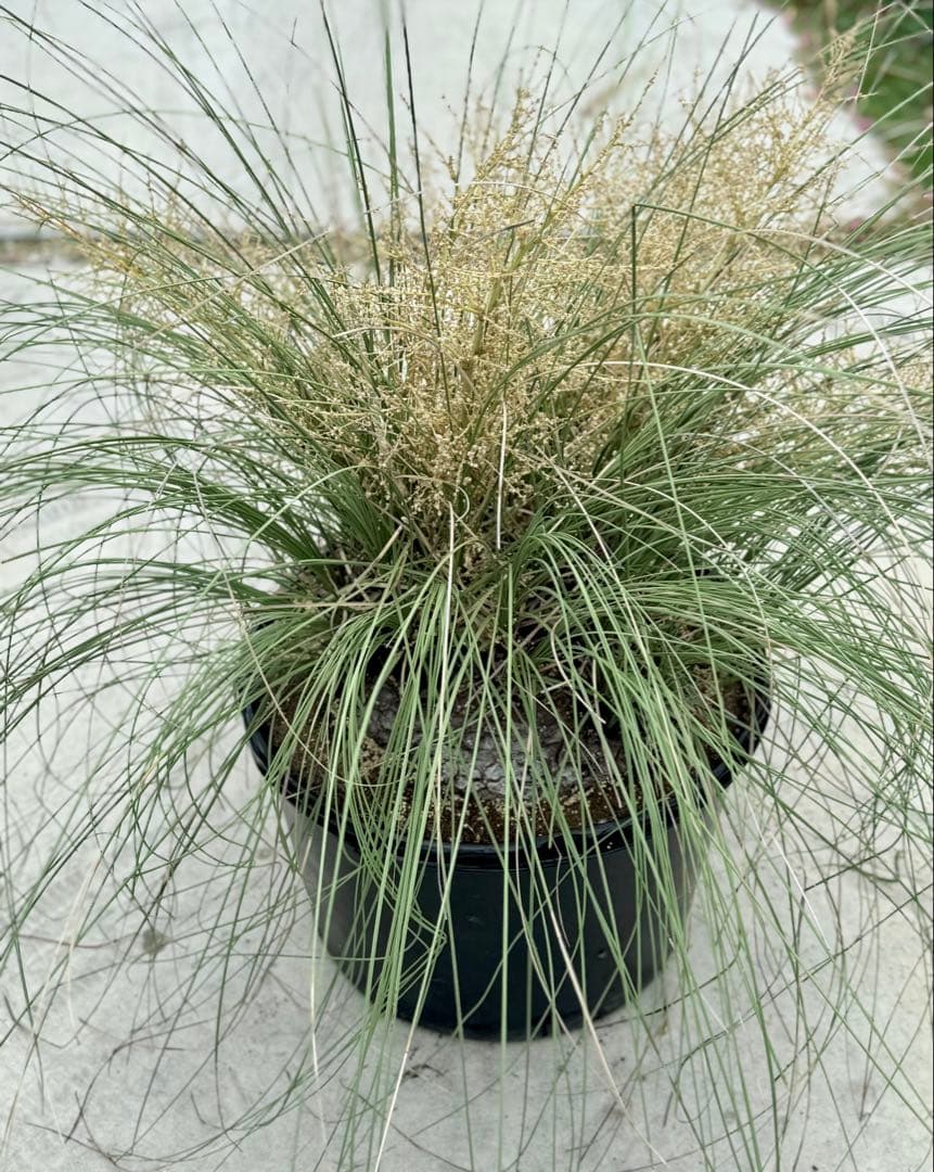 カリバナス　フーケリー　塊根植物　ドライガーデン　地植え　苗　耐寒