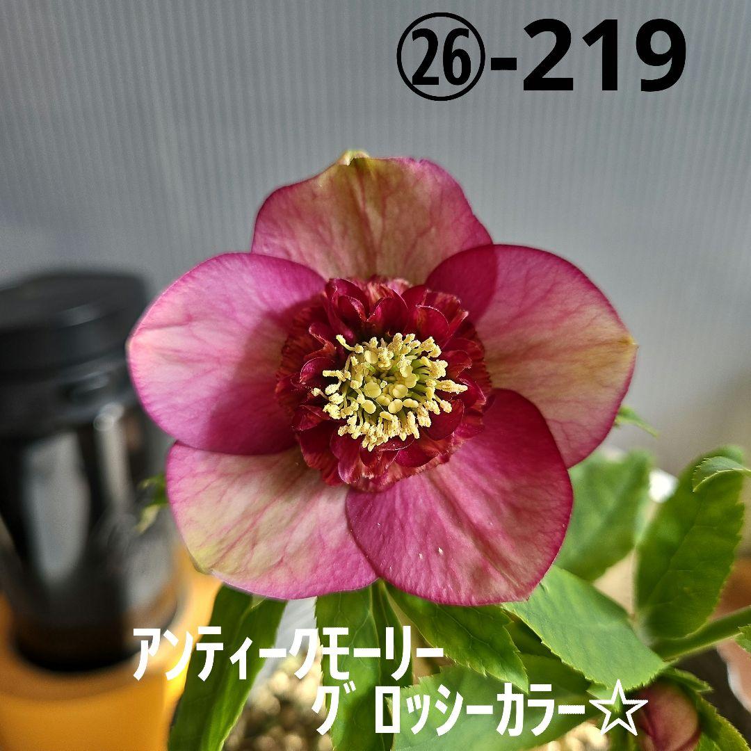 ㉖-219クリスマスローズ