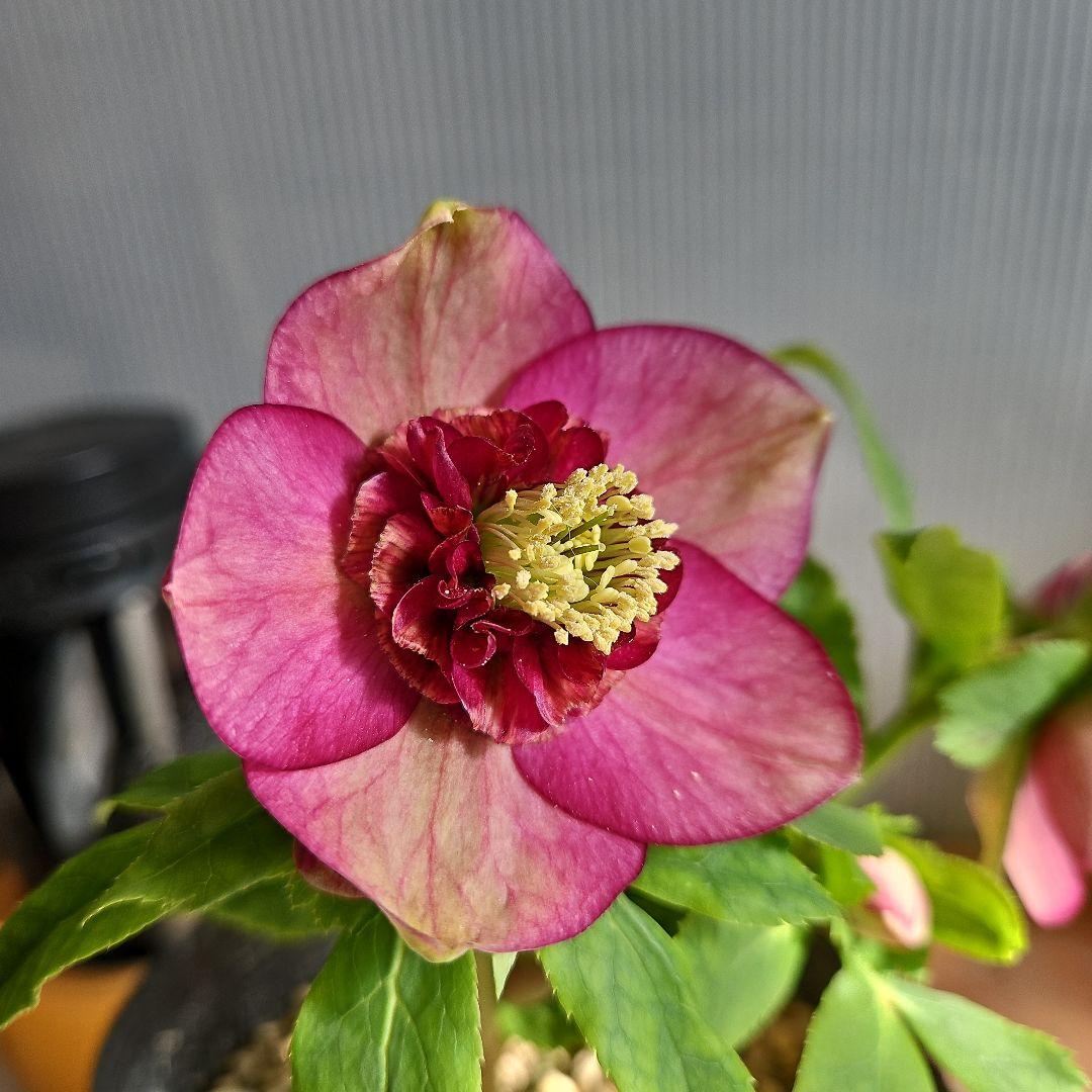 ㉖-219クリスマスローズ