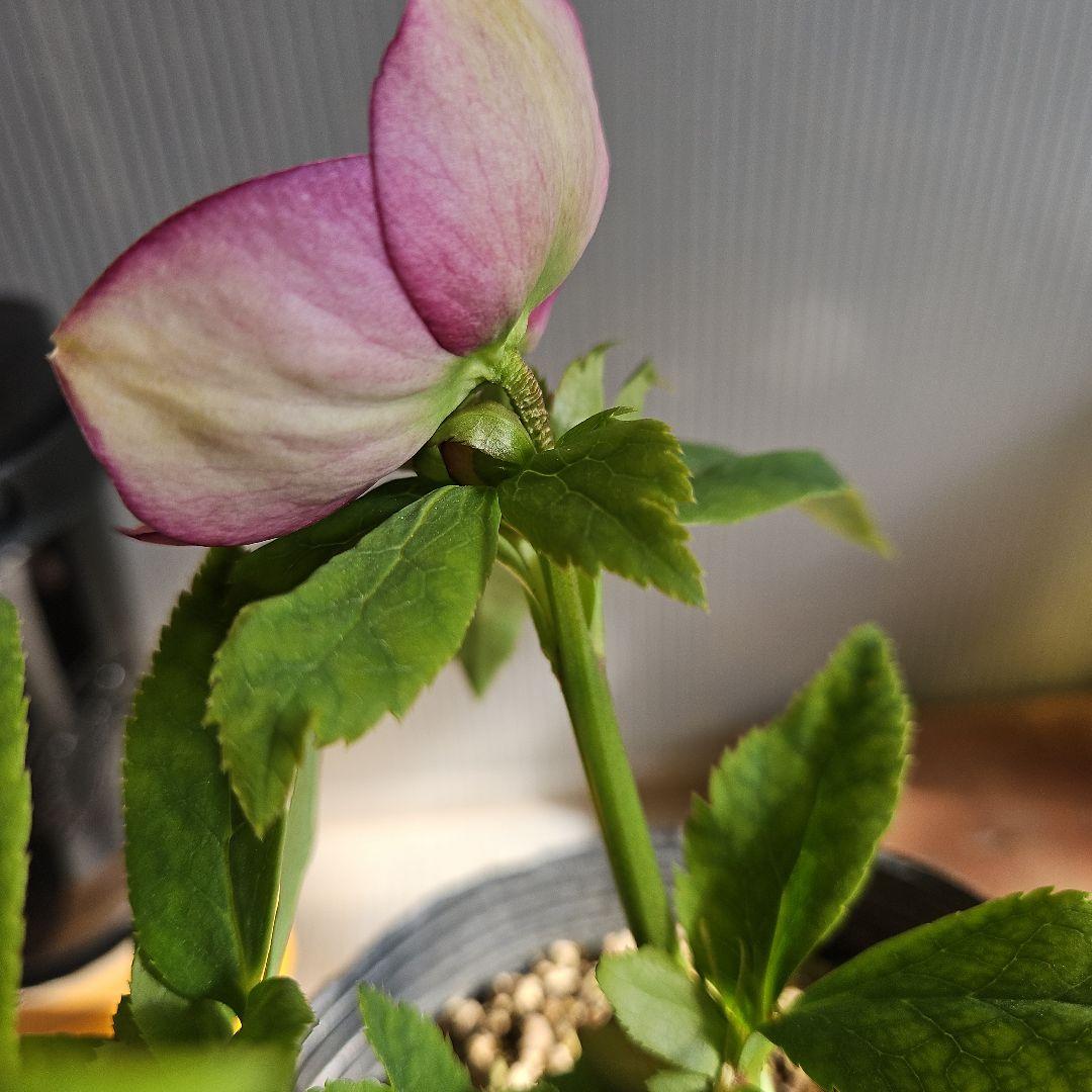 ㉖-219クリスマスローズ