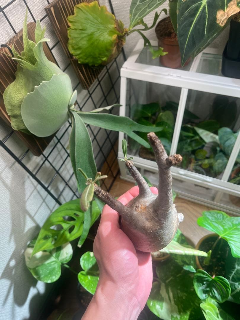 塊根植物 パキポディウムグラキリス