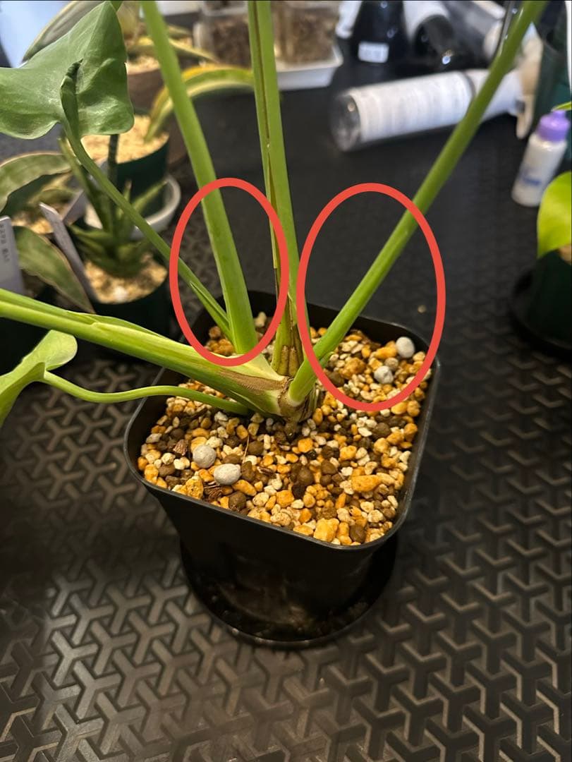 モンステラ　デリシオーサ　ミューテーション　奇形　グリーンオン？