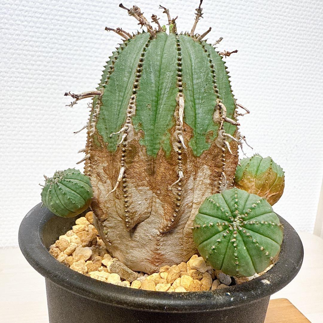 オベサ×バリダ【発根済】木質化/ユーフォルビア ホリダ オールドオベサ