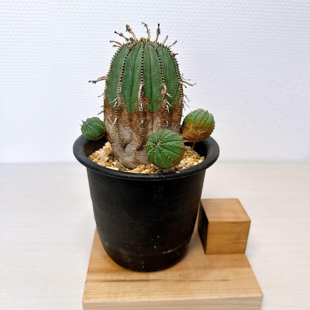 オベサ×バリダ【発根済】木質化/ユーフォルビア ホリダ オールドオベサ