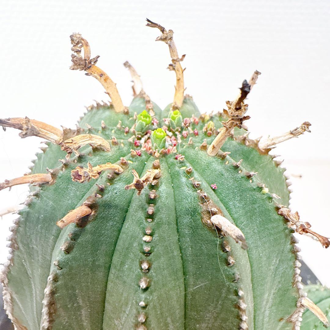 オベサ×バリダ【発根済】木質化/ユーフォルビア ホリダ オールドオベサ