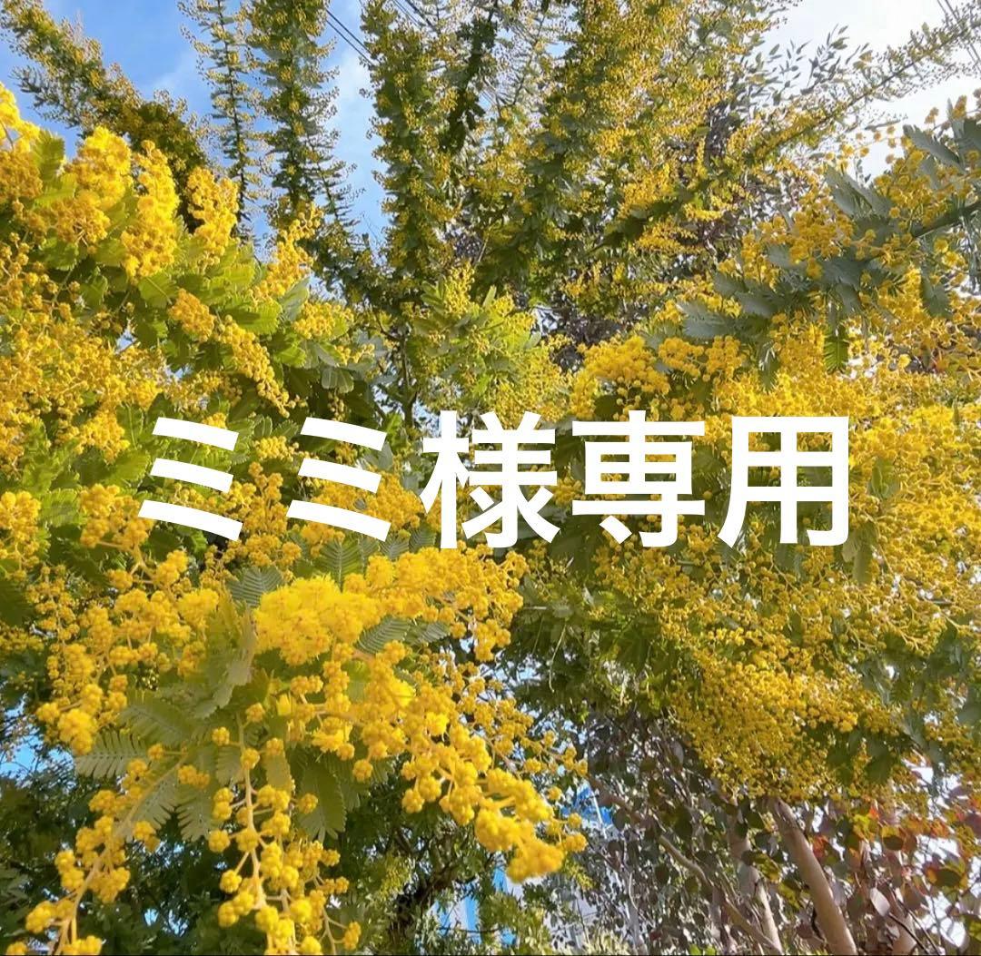 ミモザ　開花後又は蕾　8本　ミミ