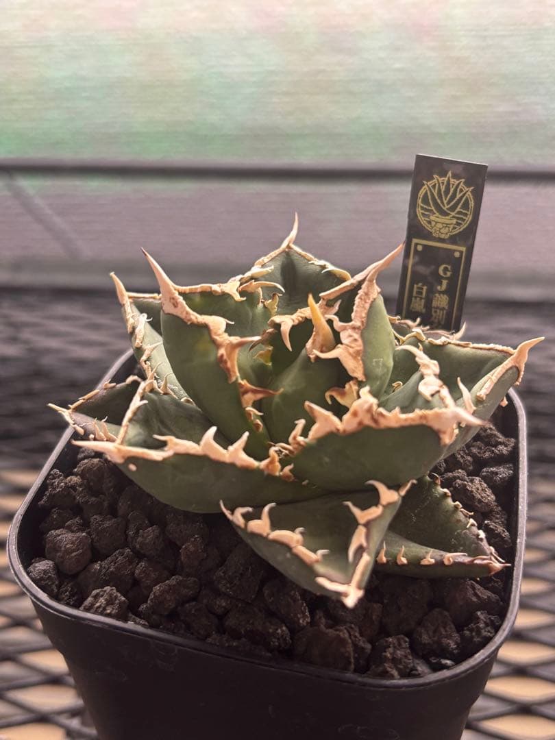 アガベ　チタノタ　白嵐　GJ産