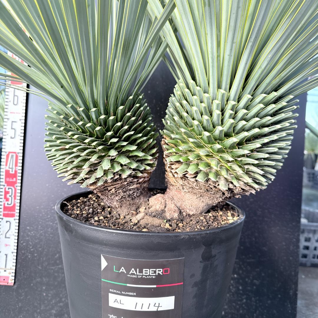 【AL1114】ユッカ　ロストラータ　超希少バランスの良いダブルヘッド