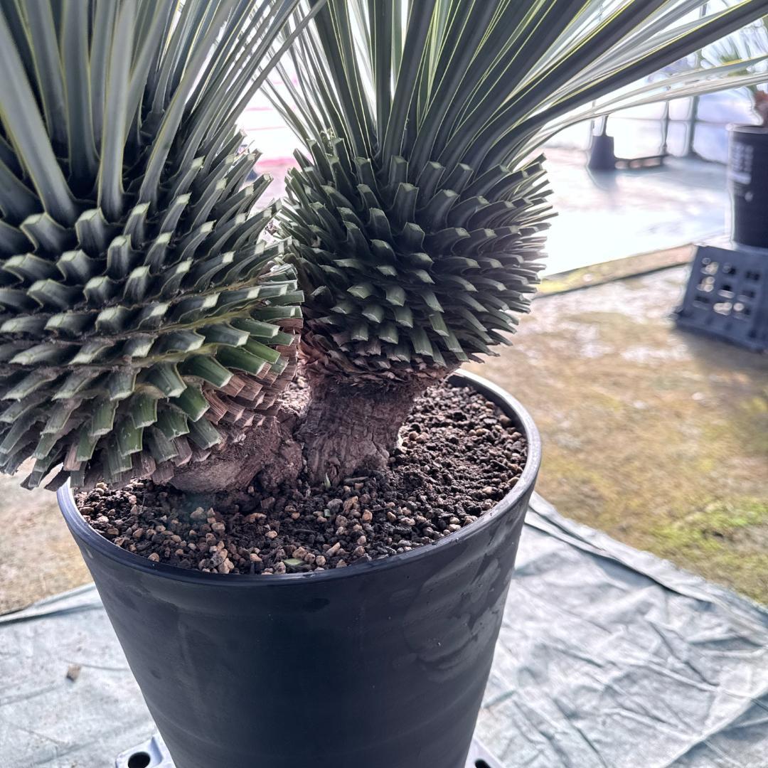 【AL1114】ユッカ　ロストラータ　超希少バランスの良いダブルヘッド