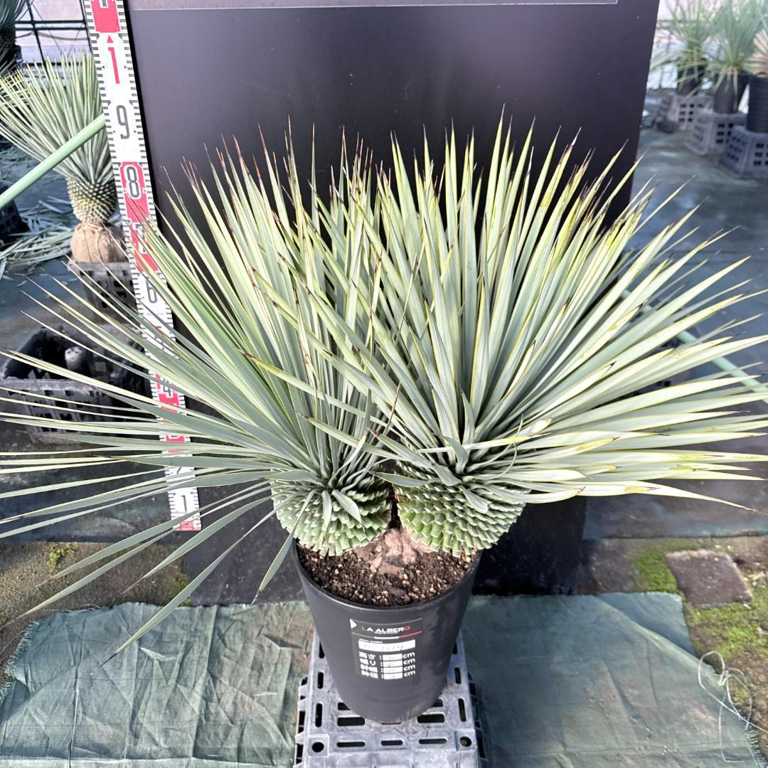 【AL1114】ユッカ　ロストラータ　超希少バランスの良いダブルヘッド