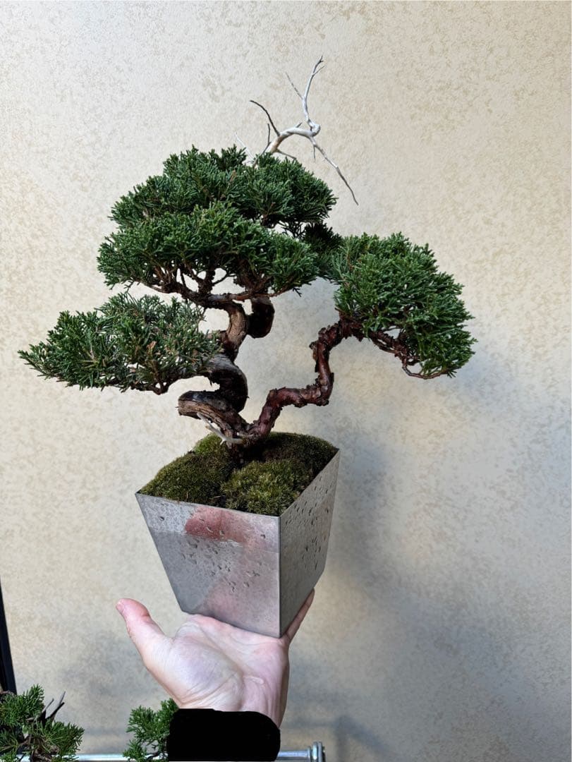 【盆栽】真柏