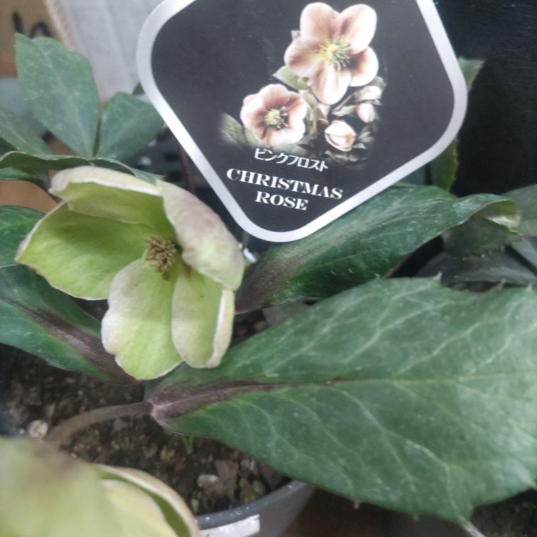 花付きクリスマスローズ⭐️5鉢セット