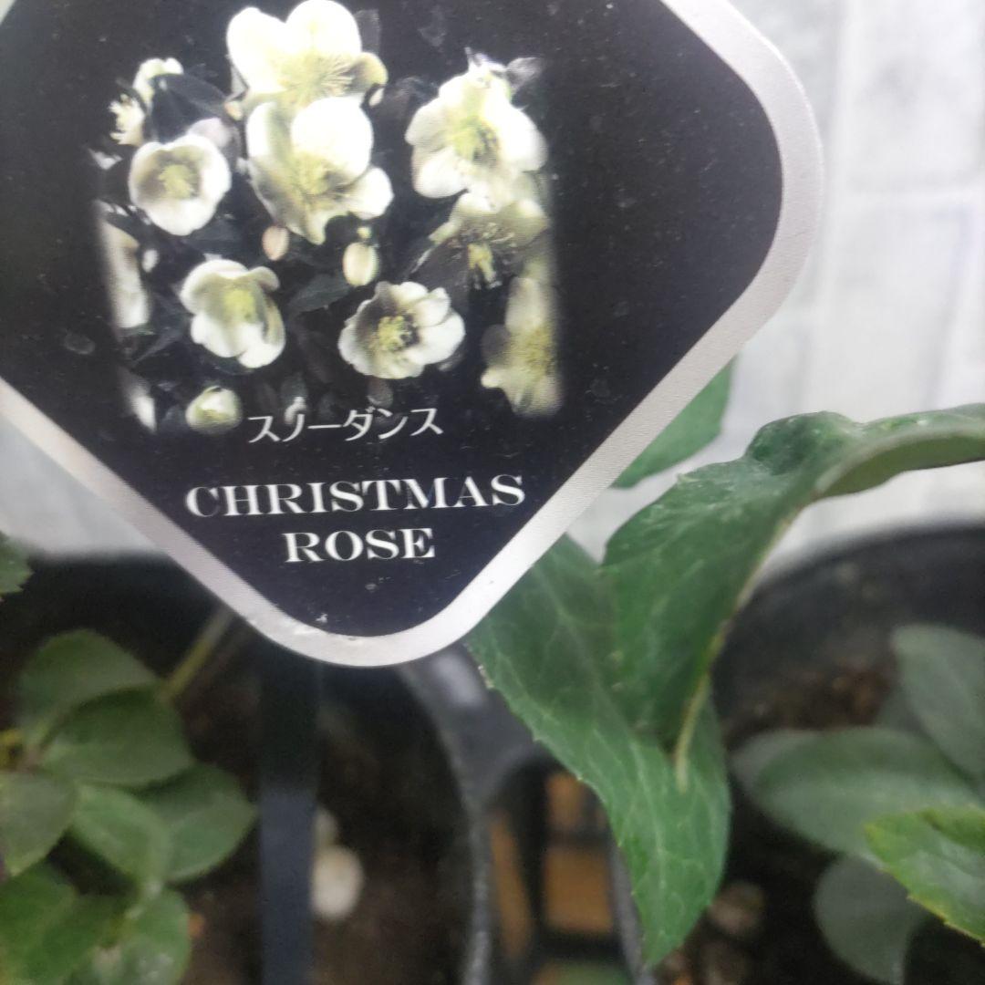 花付きクリスマスローズ⭐️5鉢セット