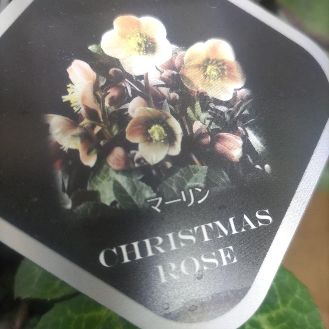 花付きクリスマスローズ⭐️5鉢セット