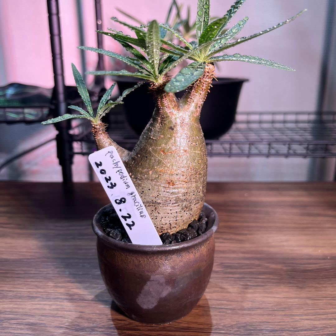 パキポディウムグラキリス　手乗りサイズ特殊型の二頭　安心の発根済み　鉢のまま発送