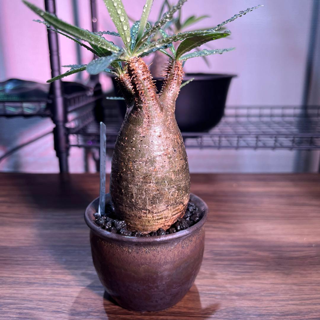 パキポディウムグラキリス　手乗りサイズ特殊型の二頭　安心の発根済み　鉢のまま発送