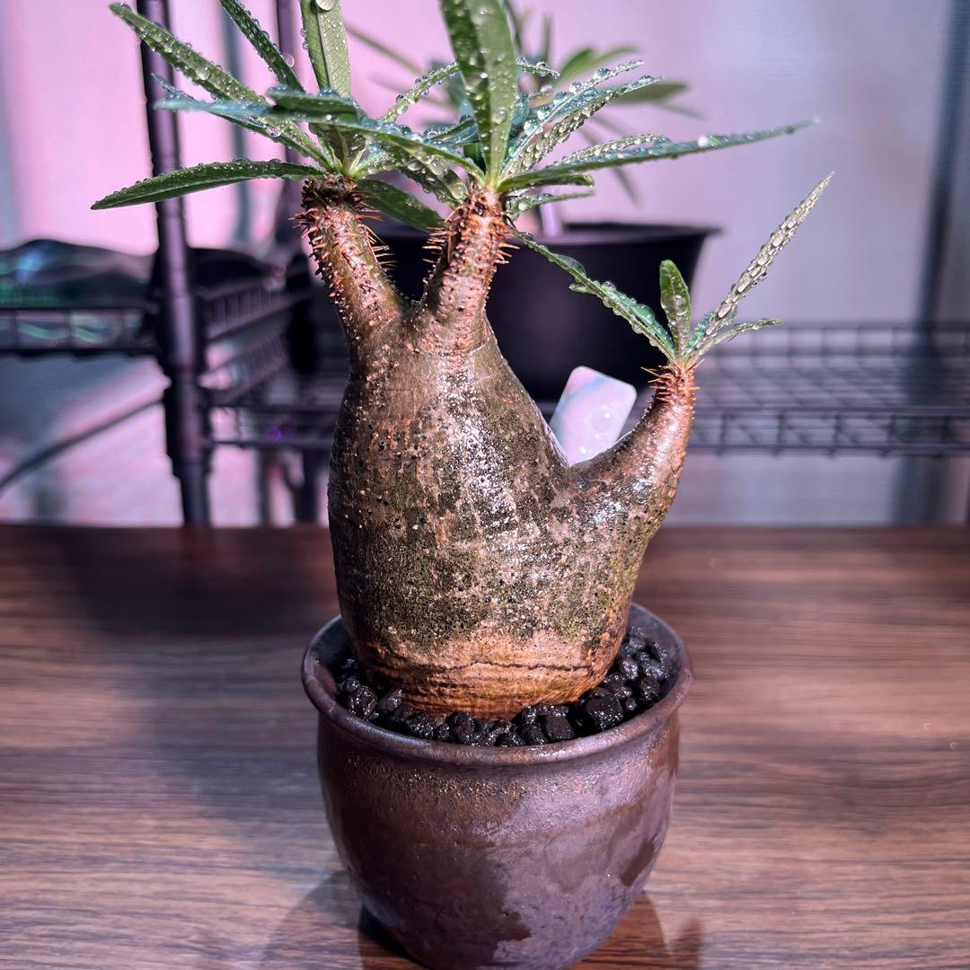 パキポディウムグラキリス　手乗りサイズ特殊型の二頭　安心の発根済み　鉢のまま発送