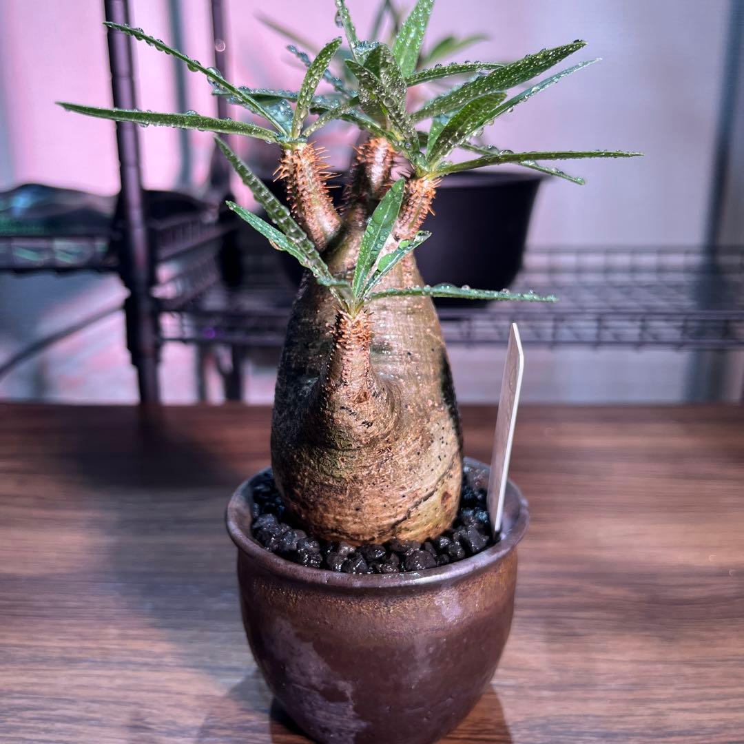 パキポディウムグラキリス　手乗りサイズ特殊型の二頭　安心の発根済み　鉢のまま発送