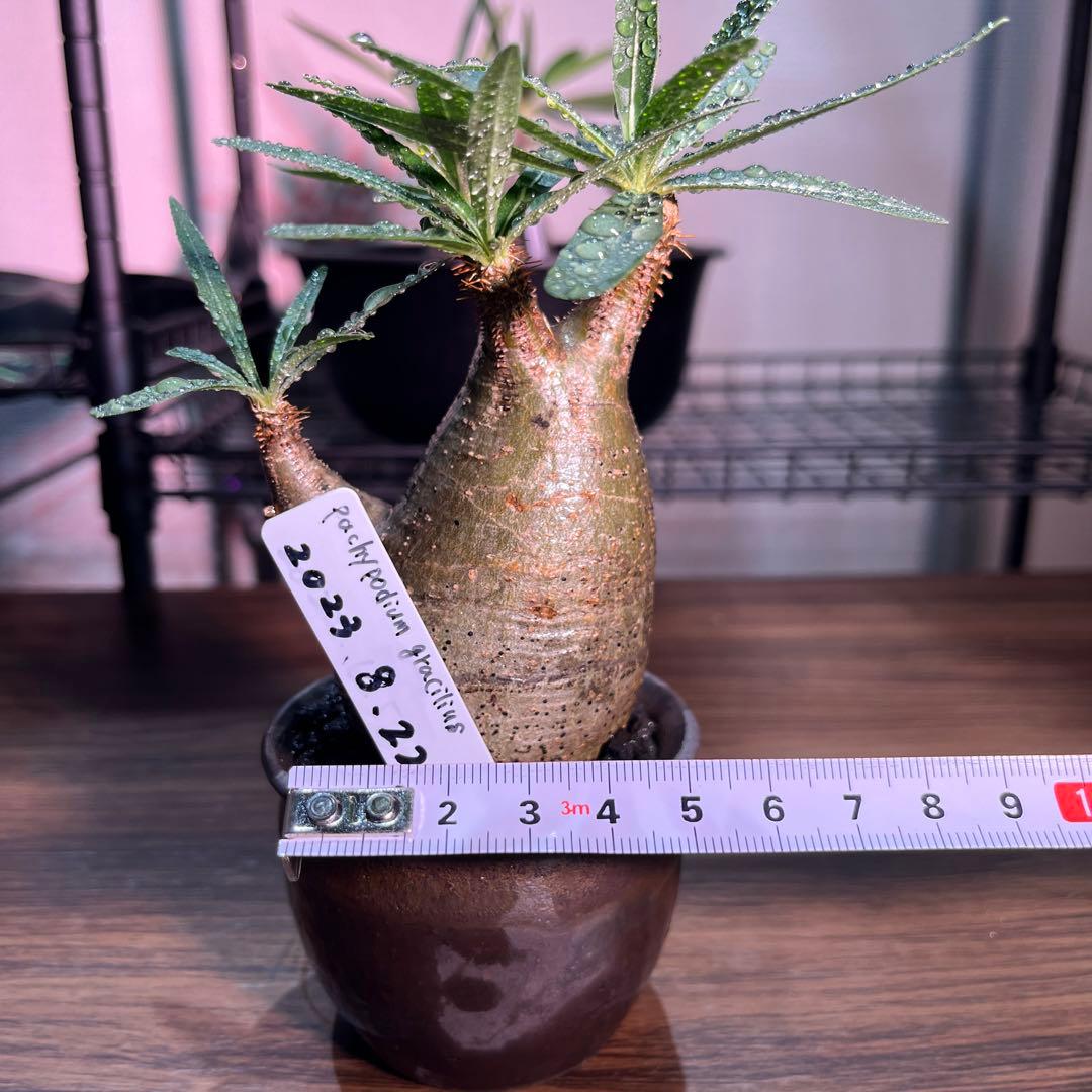 パキポディウムグラキリス　手乗りサイズ特殊型の二頭　安心の発根済み　鉢のまま発送