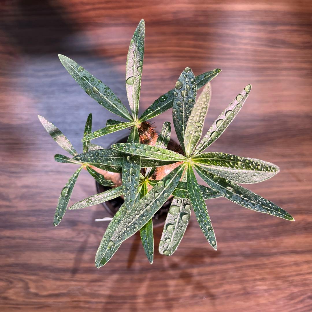 パキポディウムグラキリス　手乗りサイズ特殊型の二頭　安心の発根済み　鉢のまま発送