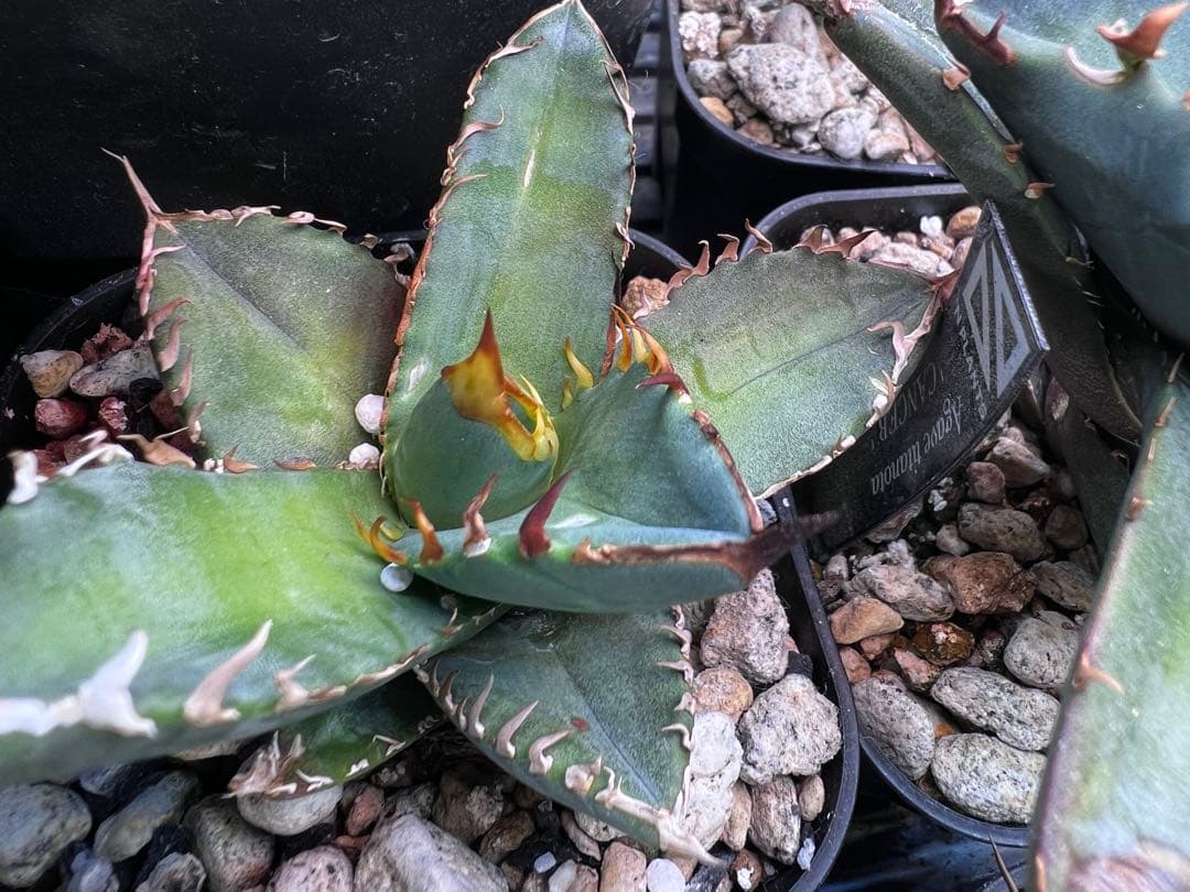 アガベ オテロイ 実生選抜 2022Lot 子株出品