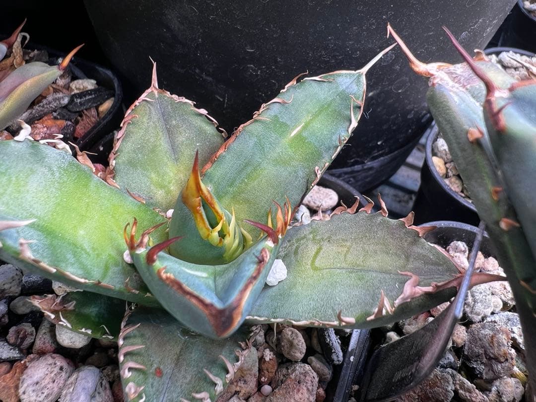 アガベ オテロイ 実生選抜 2022Lot 子株出品