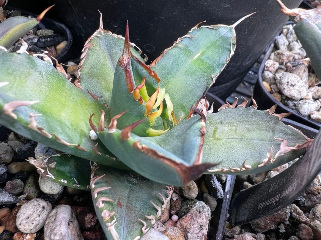 アガベ オテロイ 実生選抜 2022Lot 子株出品