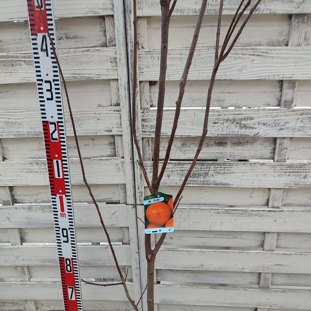 麗玉柿 苗木 登録品種 3年生