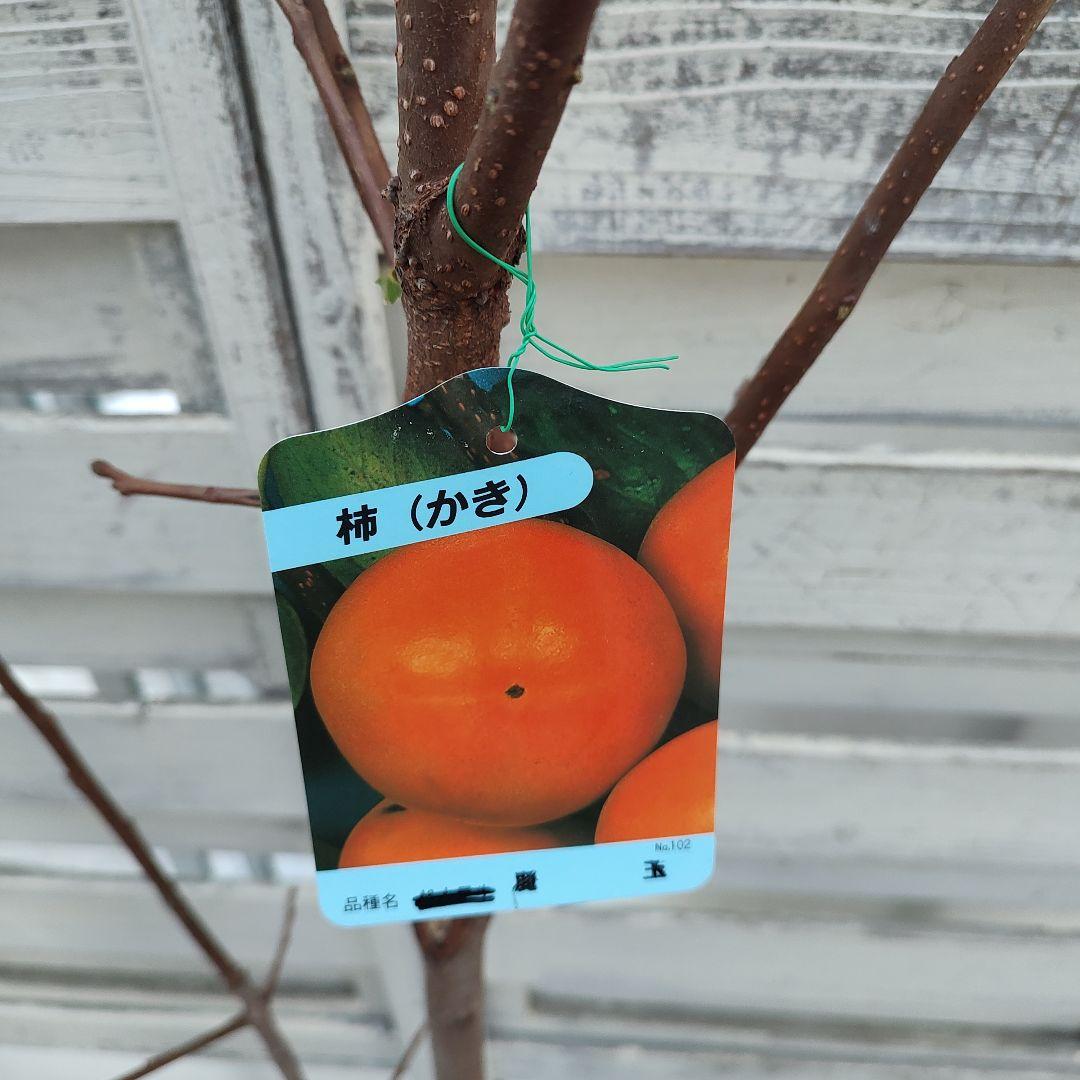 麗玉柿 苗木 登録品種 3年生