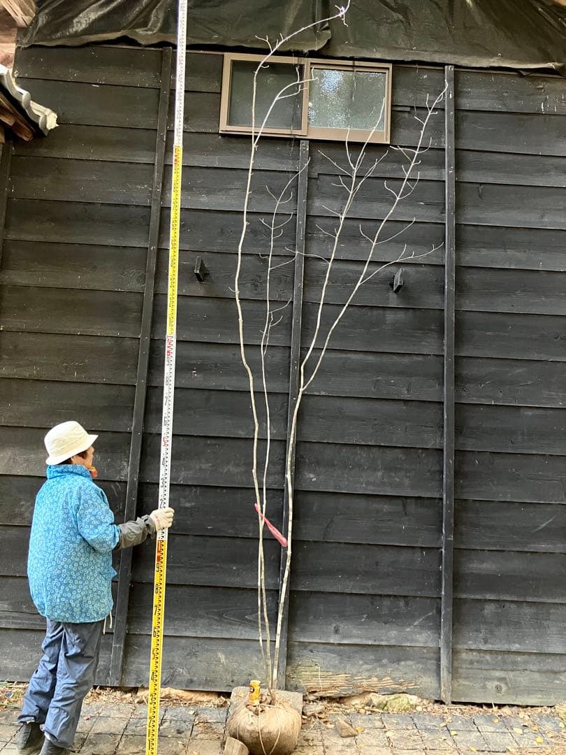山採り　アオダモ　コナラ　混合株