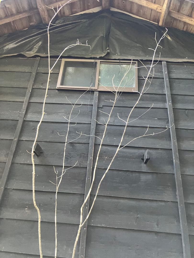 山採り　アオダモ　コナラ　混合株