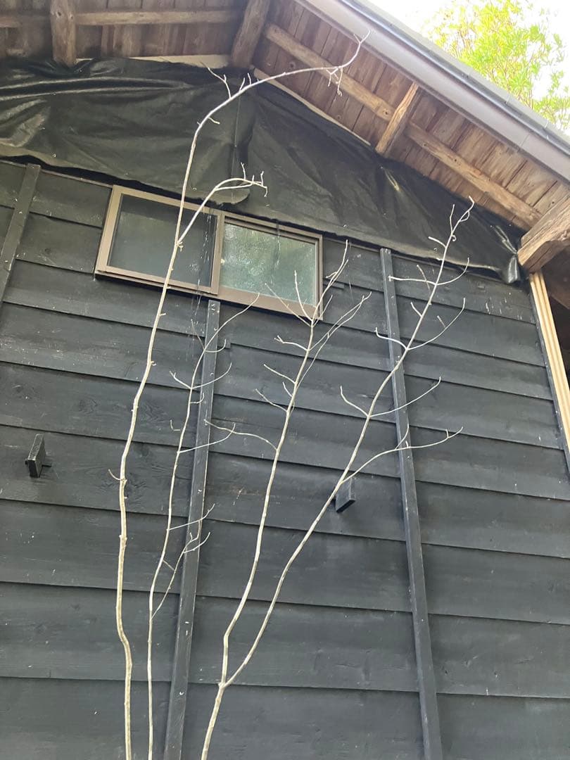 山採り　アオダモ　コナラ　混合株