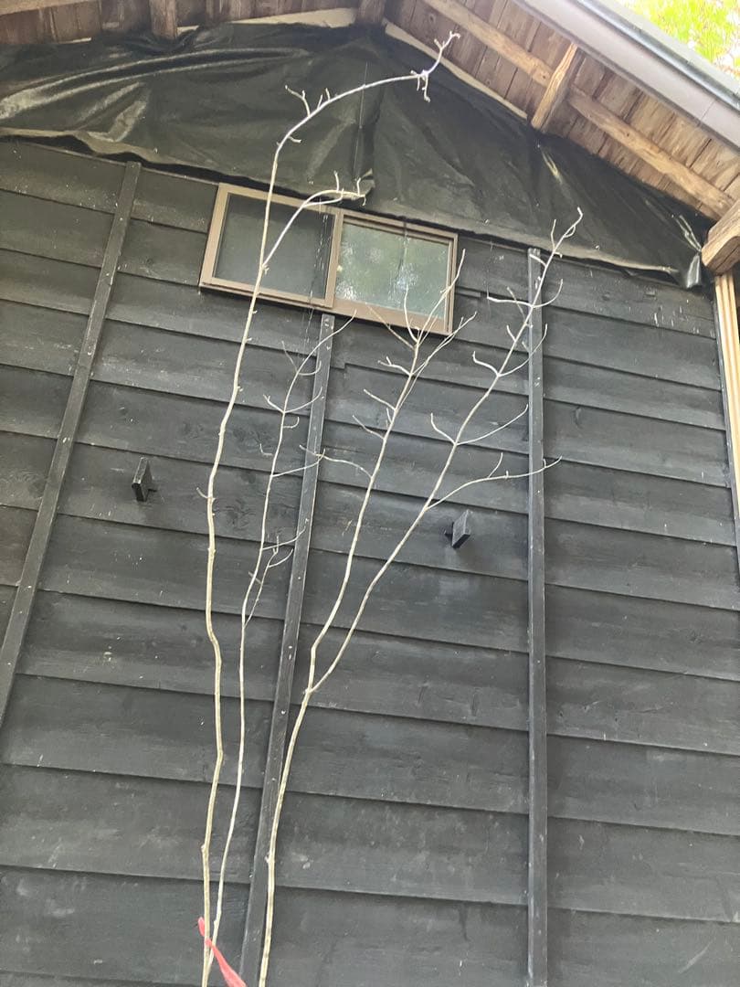 山採り　アオダモ　コナラ　混合株