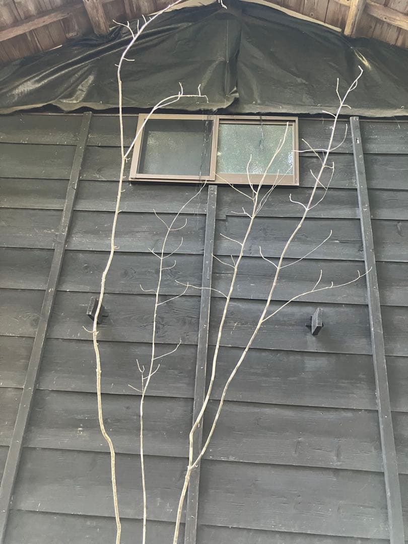 山採り　アオダモ　コナラ　混合株