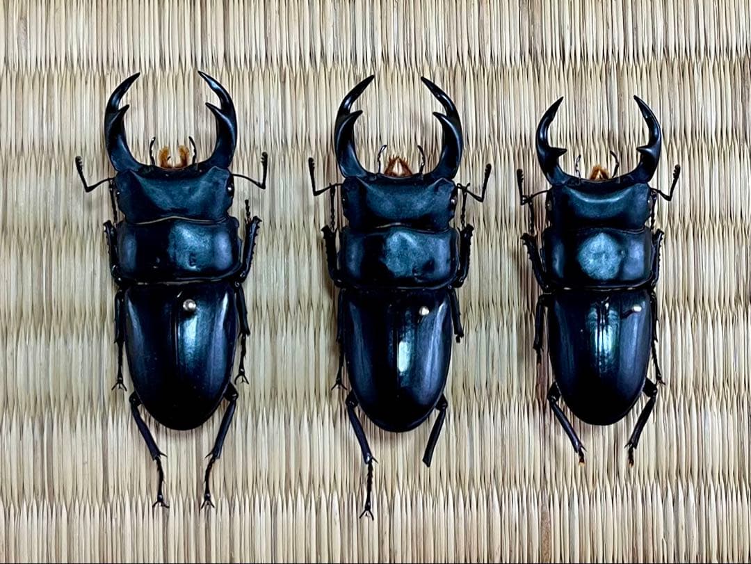 W*a様 オオクワガタ樹液採集個体B品標本3頭セット