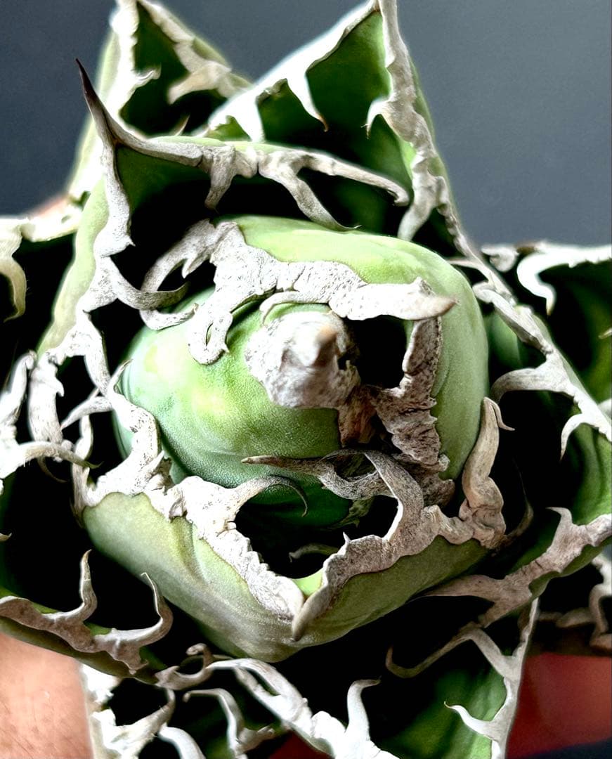 【コレクション】アガベ　チタノタ　シーザー　凱撒　ボールタイプ　No.24