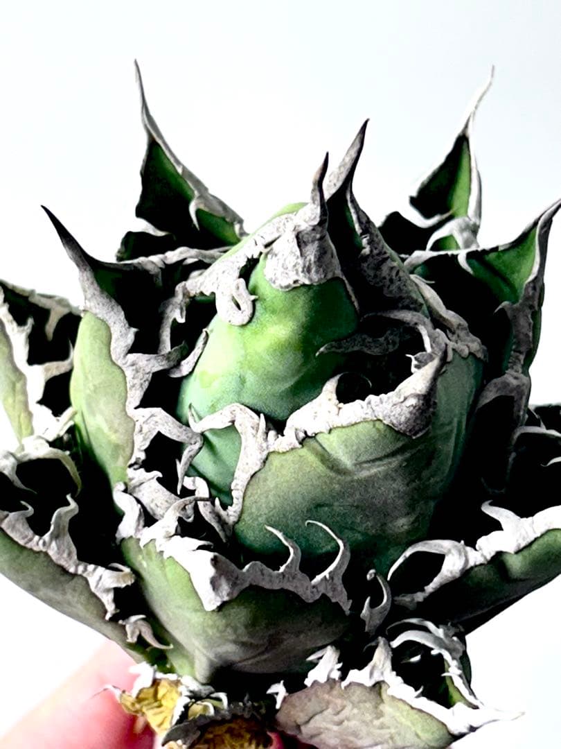 【コレクション】アガベ　チタノタ　シーザー　凱撒　ボールタイプ　No.24