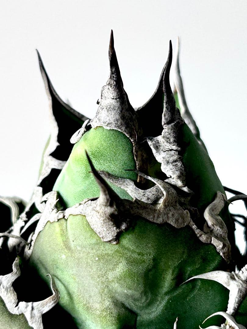 【コレクション】アガベ　チタノタ　シーザー　凱撒　ボールタイプ　No.24