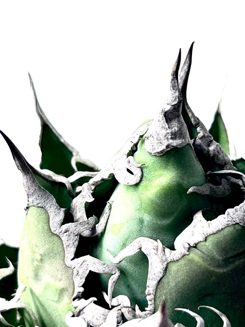 【コレクション】アガベ　チタノタ　シーザー　凱撒　ボールタイプ　No.24