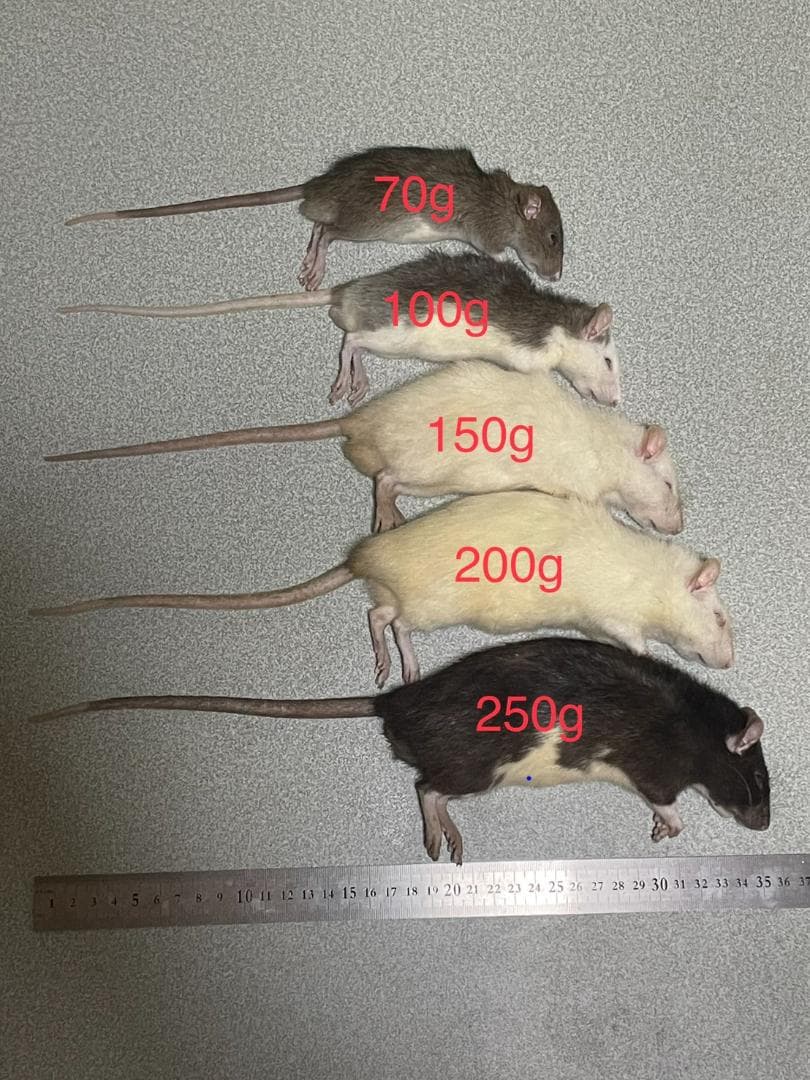 冷凍ラット　各サイズ