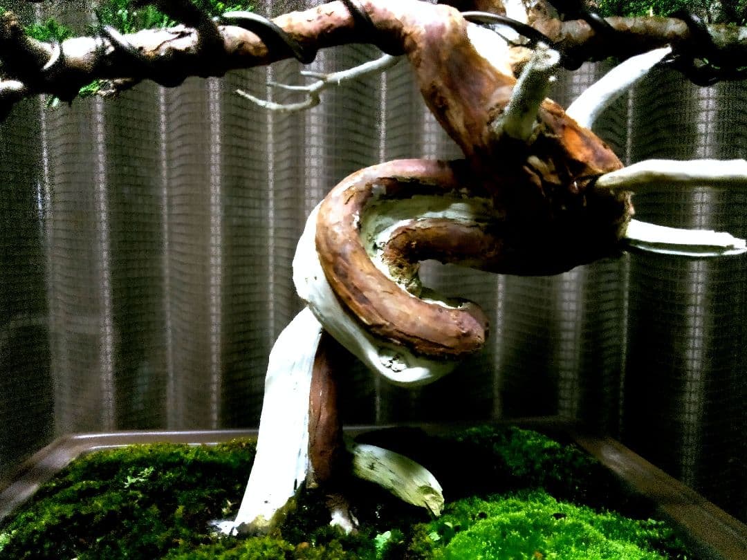 【中品　糸魚川真柏盆栽】fangking