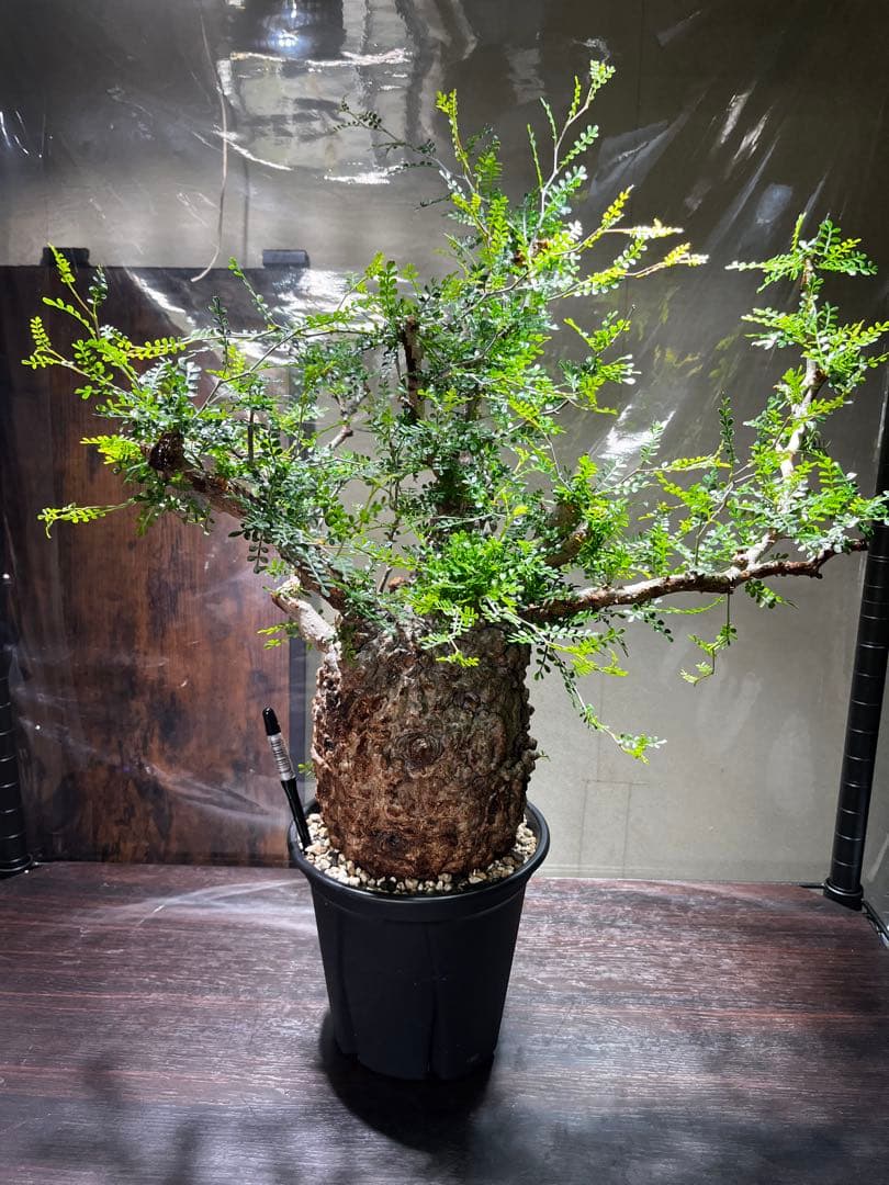 オペルクリカリア　パキプス　発根済み