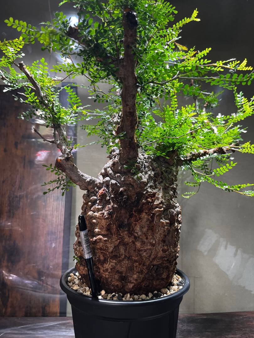 オペルクリカリア　パキプス　発根済み