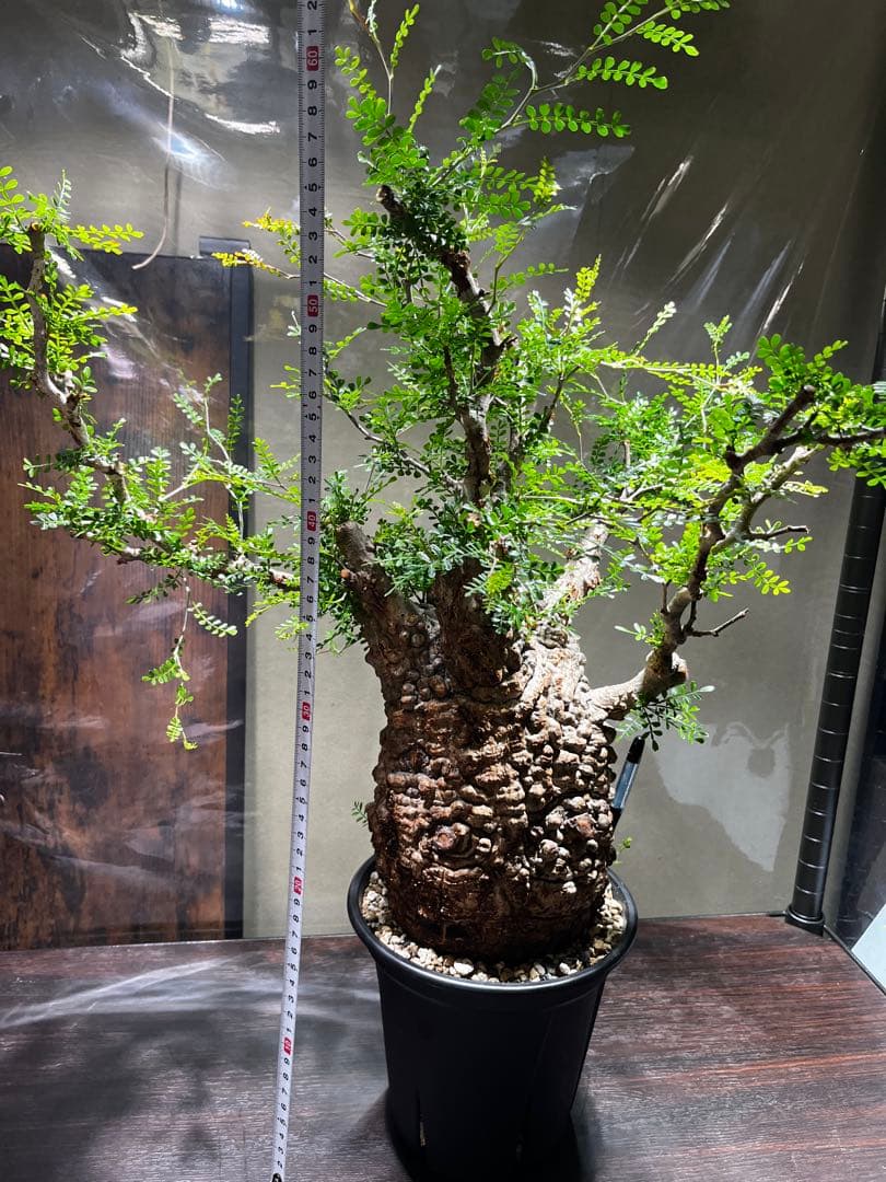 オペルクリカリア　パキプス　発根済み