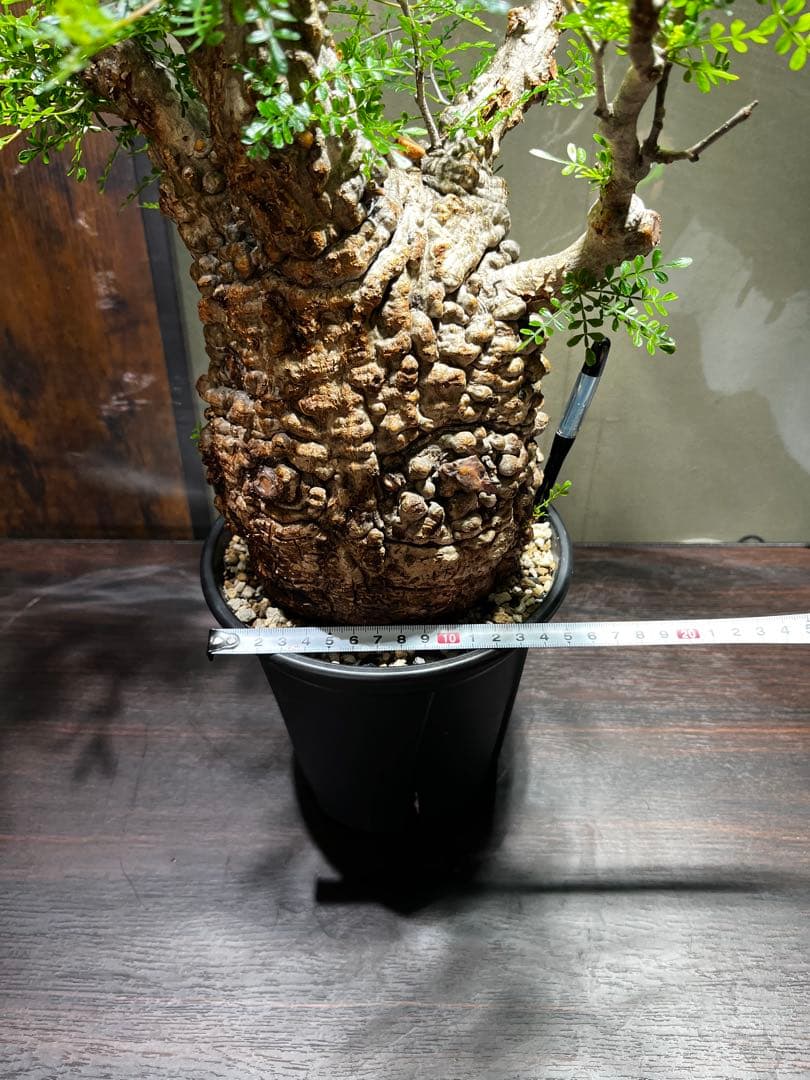 オペルクリカリア　パキプス　発根済み