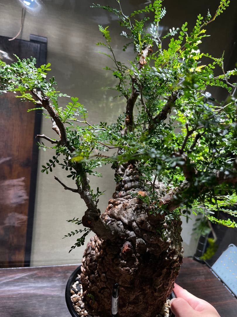 オペルクリカリア　パキプス　発根済み