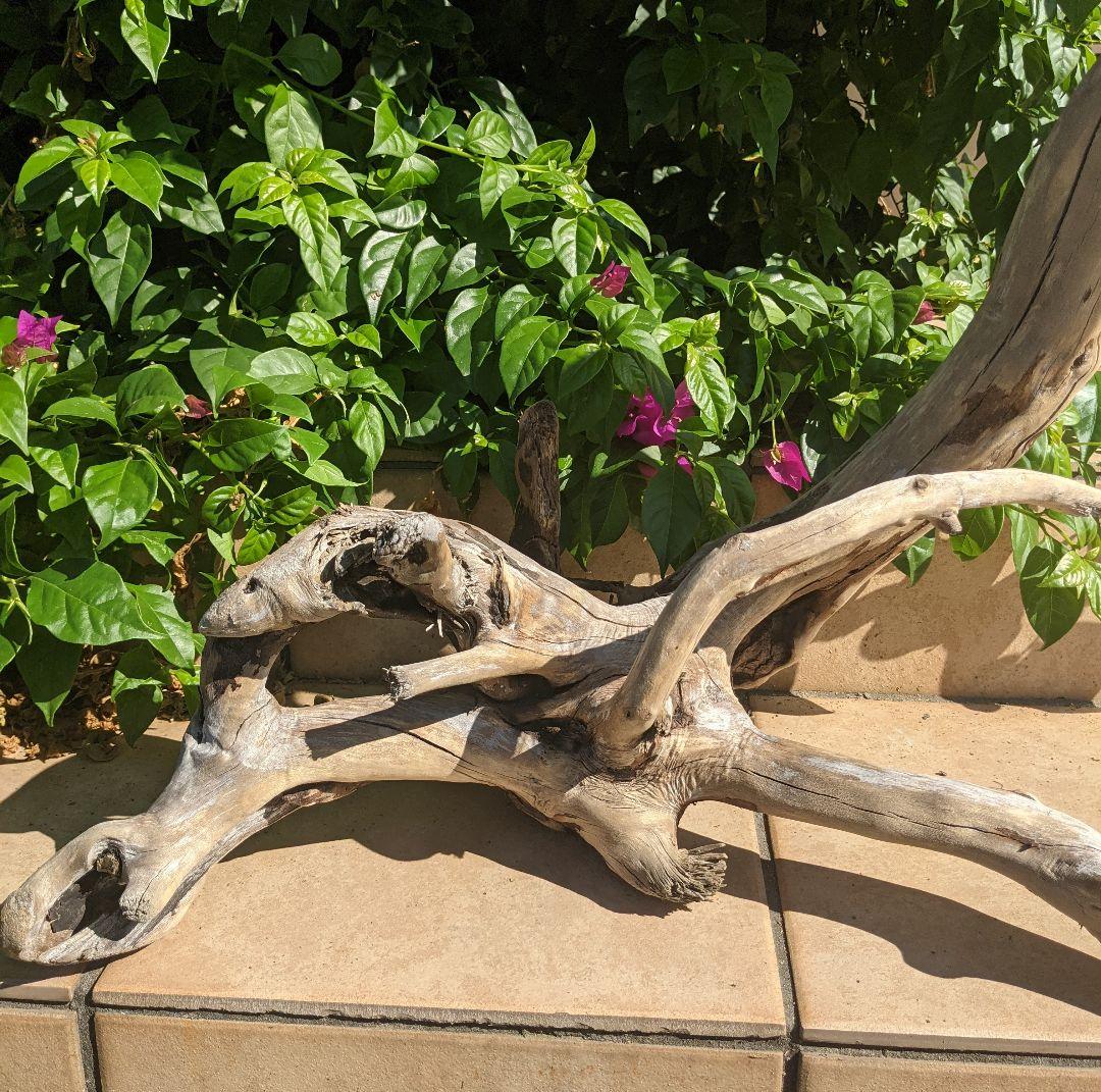 最終価格!!AX18【超大型流木】ロックガーデン向き/爬虫類等レイアウト/洗浄済